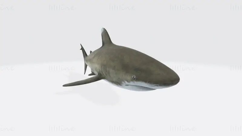 Oceanic White Tip Shark 3D Print Modell