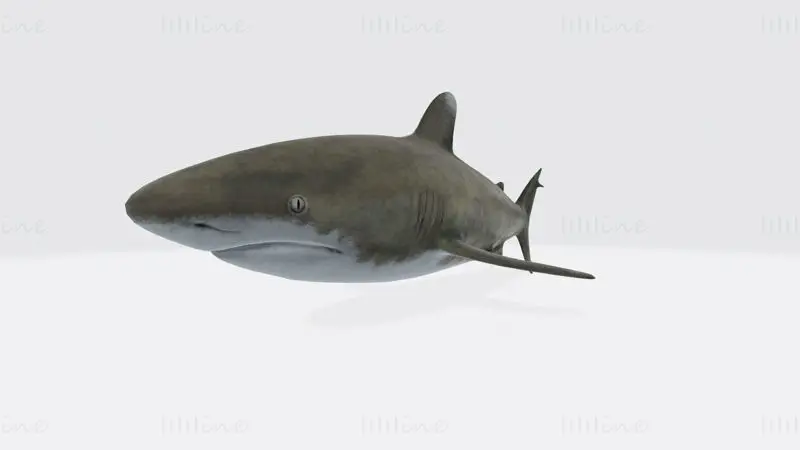 Oceanic White Tip Shark 3D Print Modell