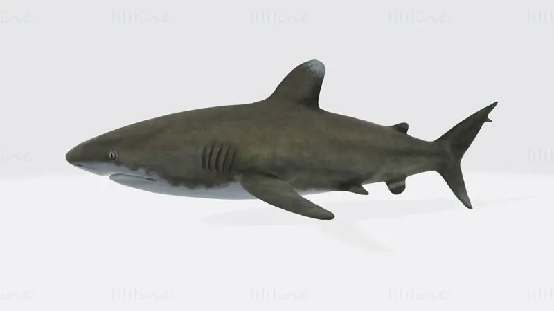 Oceanic White Tip Shark 3D-utskriftsmodell