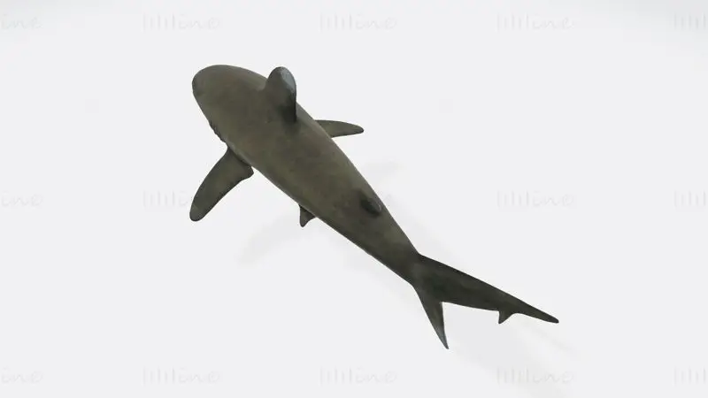 Oceanic White Tip Shark 3D-utskriftsmodell