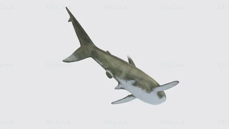 Oceanic White Tip Shark 3D Print Modell