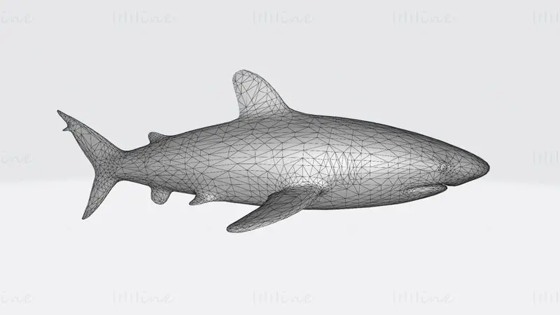 Oceanic White Tip Shark 3D Print Modell