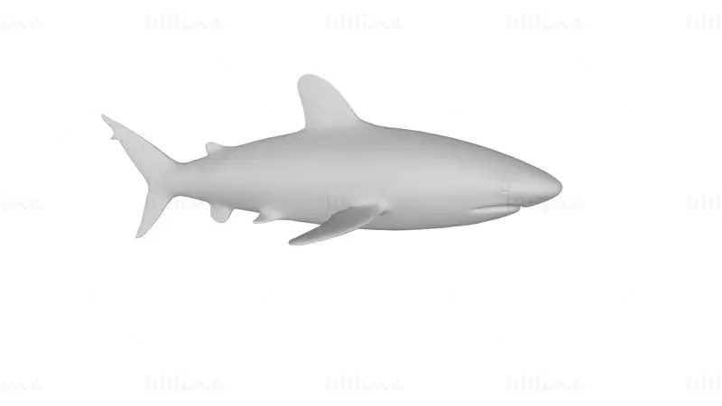 Oceanic White Tip Shark 3D Print Modell