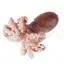 Octopus white background image