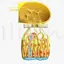 Olfactory Epithelium Microscopic Anatomy 3D Model