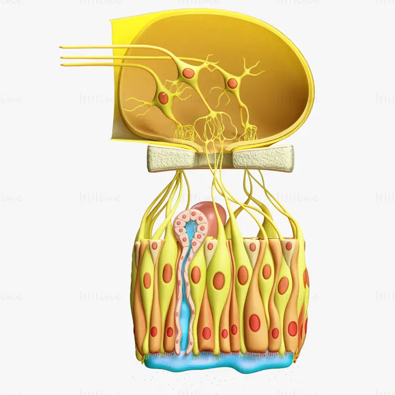 Modelo 3D de anatomia microscópica do epitélio olfatório