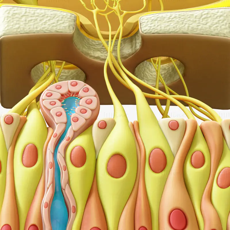 3D model mikroskopické anatomie čichového epitelu