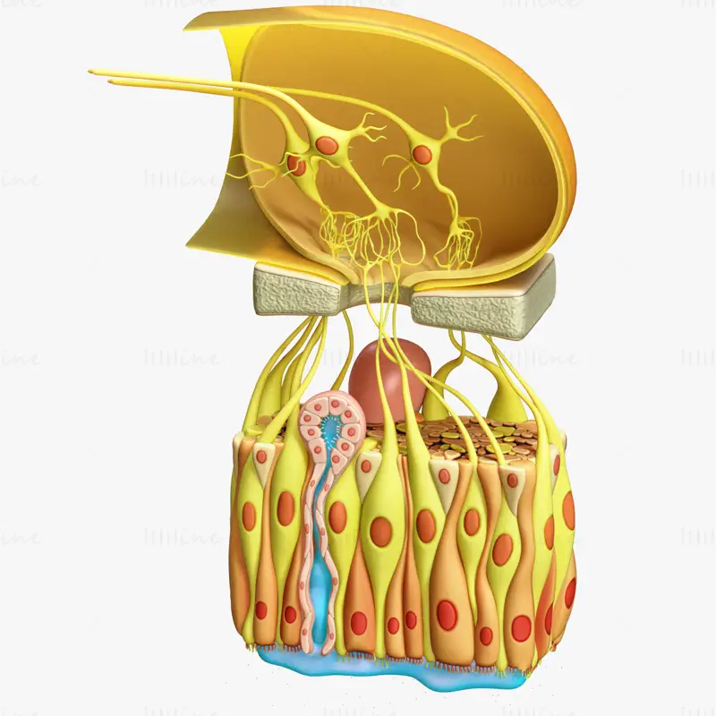 Modelo 3D de anatomía microscópica del epitelio olfativo