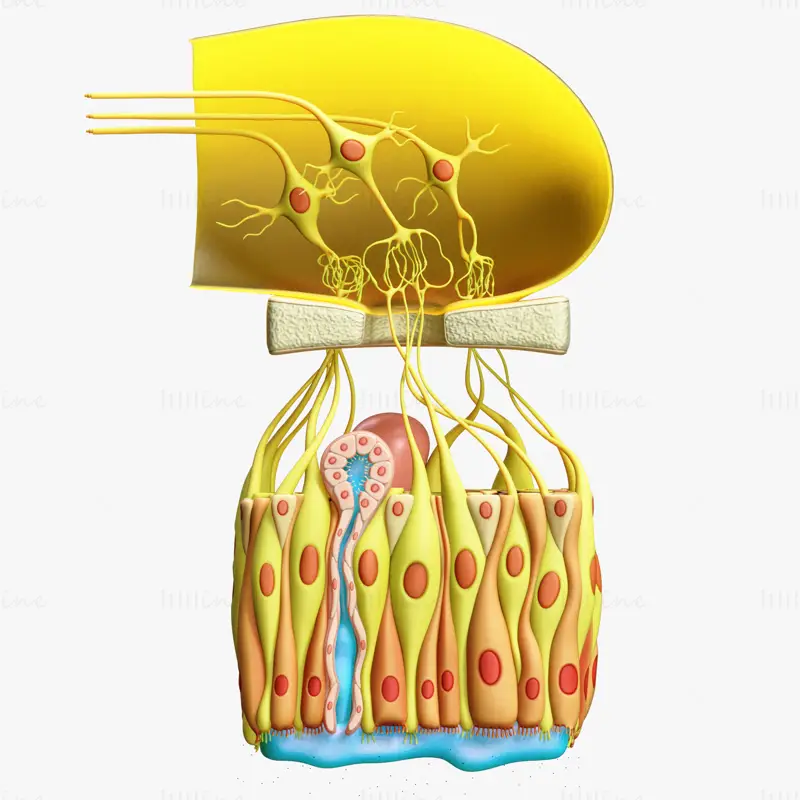 Modelul 3D de anatomie microscopică a epiteliului olfactiv