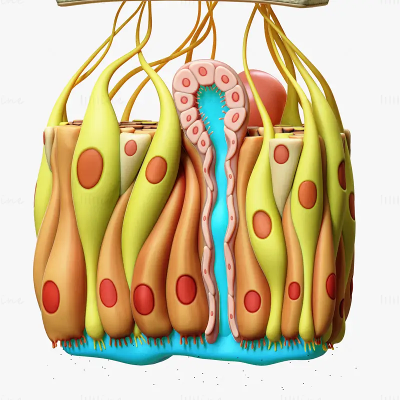 Modèle 3D d'anatomie microscopique de l'épithélium olfactif