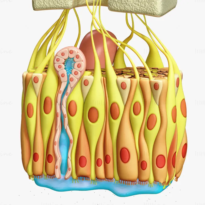 Modelo 3D de anatomia microscópica do epitélio olfatório