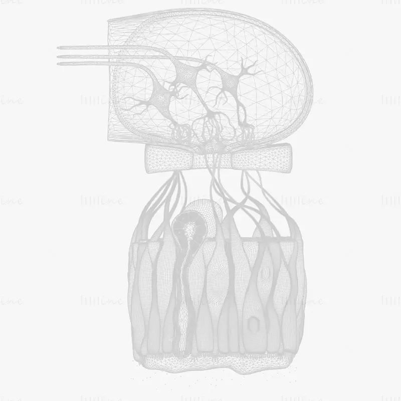 Koku Epitel Mikroskobik Anatomisi 3D Model