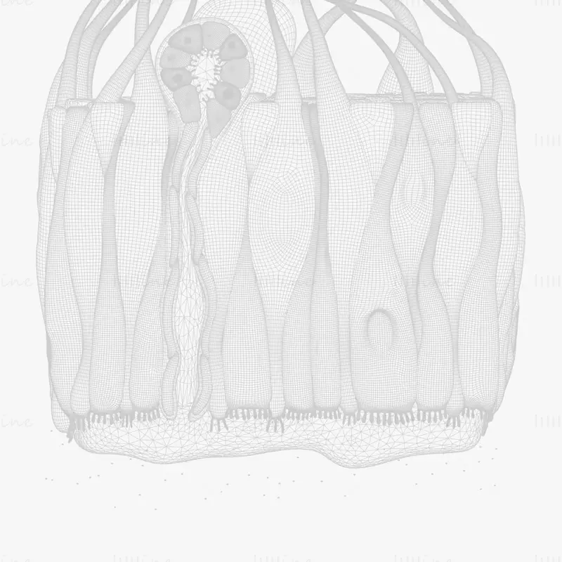 Olfactory Epithelium Microscopic Anatomy 3D Model