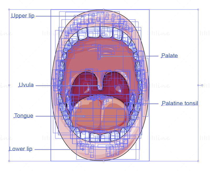 Oral cavity vector