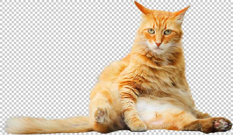 cat transparent background