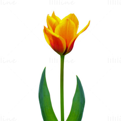 Orange tulip flower png
