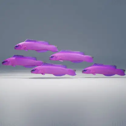 Orchid Dottyback Fish 3D Model