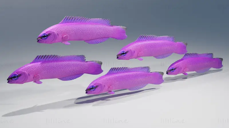 Orchid Dottyback Fish 3D Model