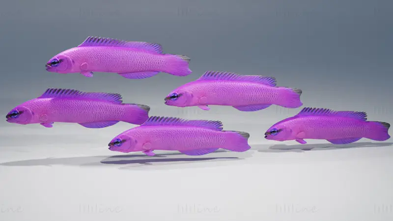 Orchid Dottyback Fish 3D Model