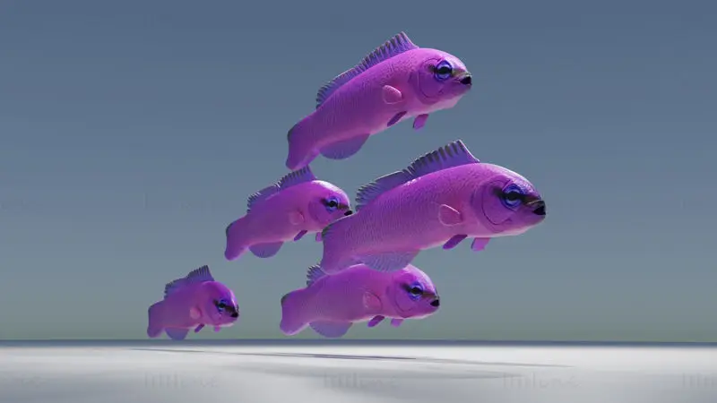 Orchid Dottyback Fish 3D Model