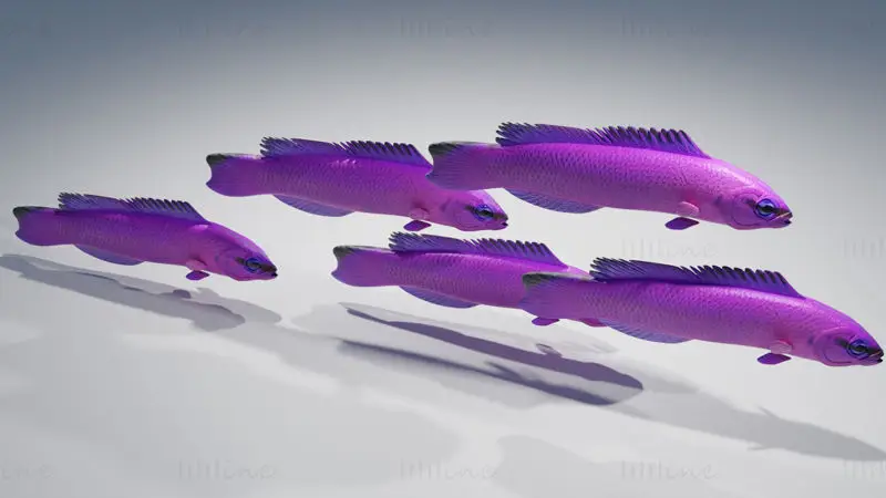 Orchid Dottyback Fish 3D Model