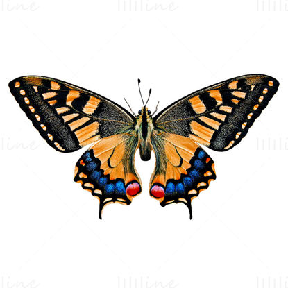 Oregon Swallowtail (Papilio oregonius) Kelebek png