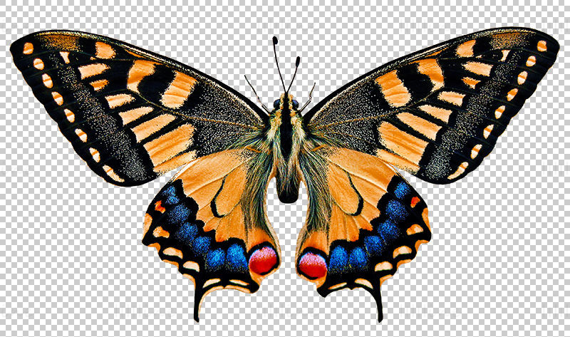 俄勒冈州凤蝶 (Papilio oregonius) 蝴蝶PNG图