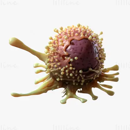 Organkrebszelltumor 3D-Modell
