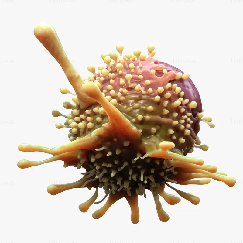 Organ Cancer Cell Tumor 3D Model