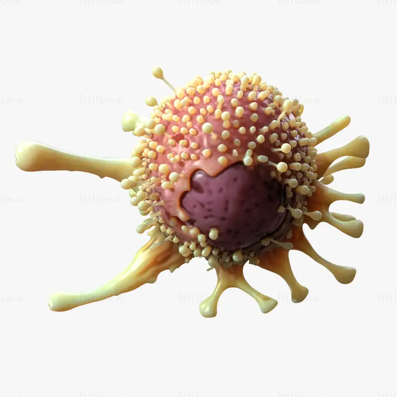 Organ Cancer Cell Tumor 3D Model