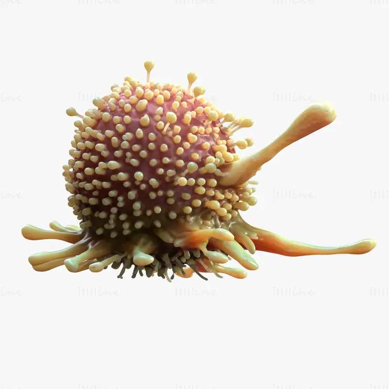 Organ Cancer Cell Tumor 3D Model