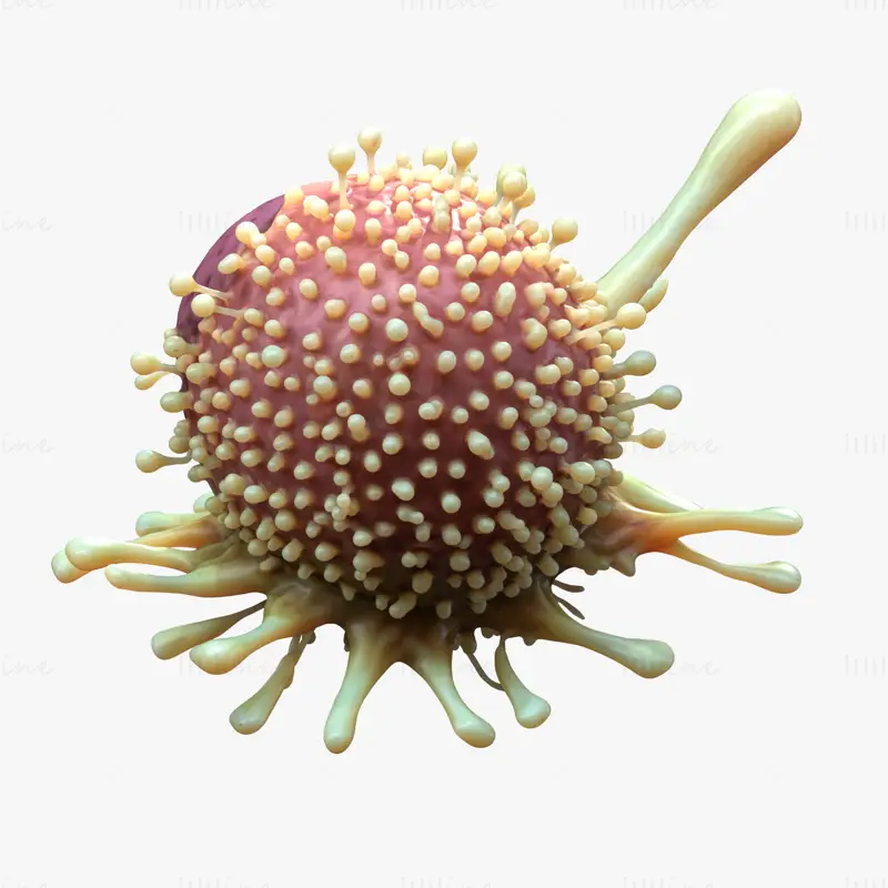Organ Cancer Cell Tumor 3D Model