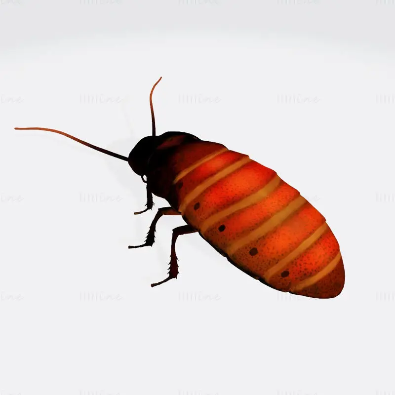 Oriental Cockroach 3D Print Model