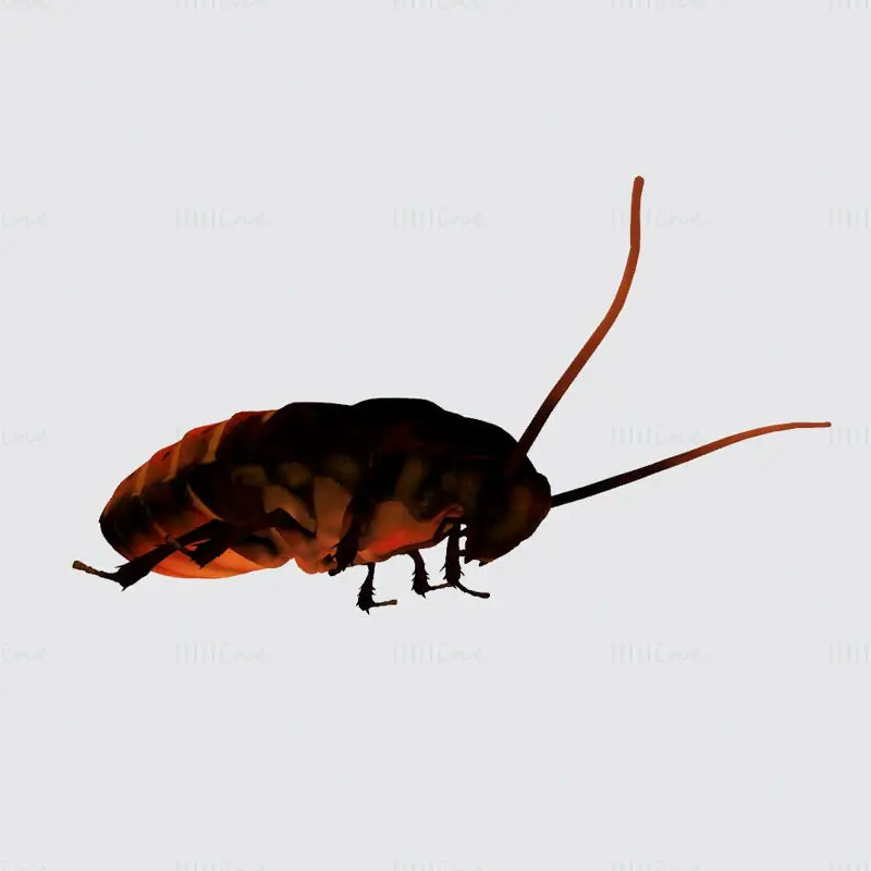 Oriental Cockroach 3D Print Model