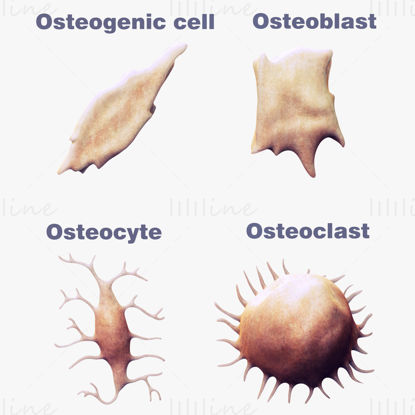 Osteo Cell Anatomy 3D Model Pack