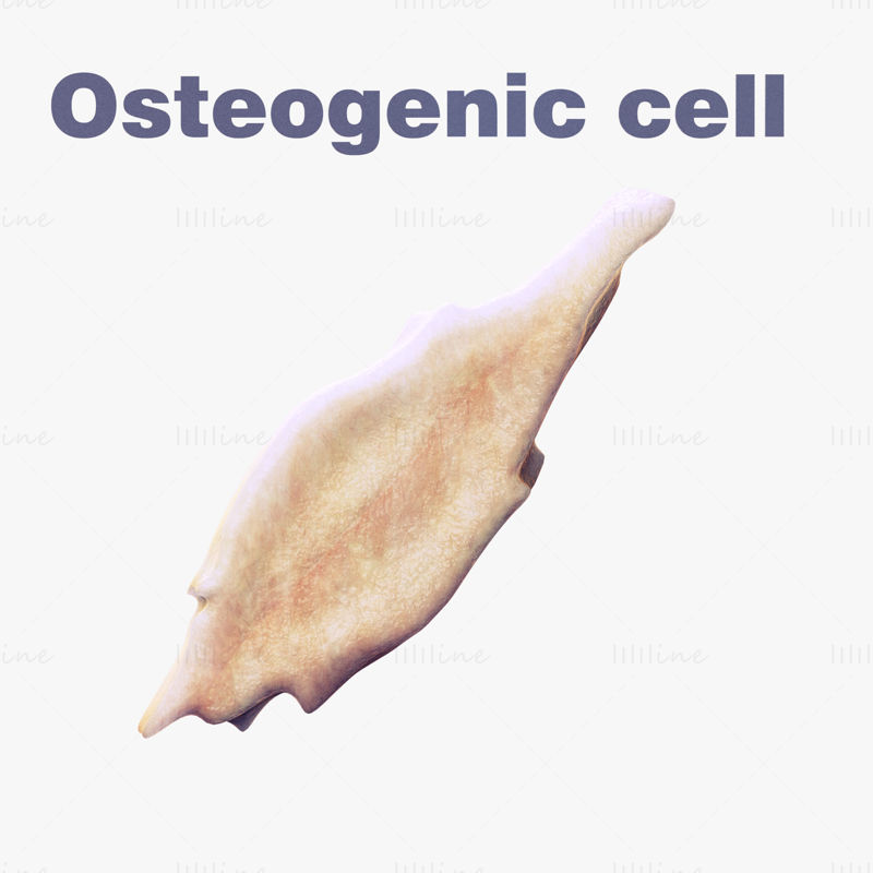 Pachet de modele 3D Osteo Cell Anatomy