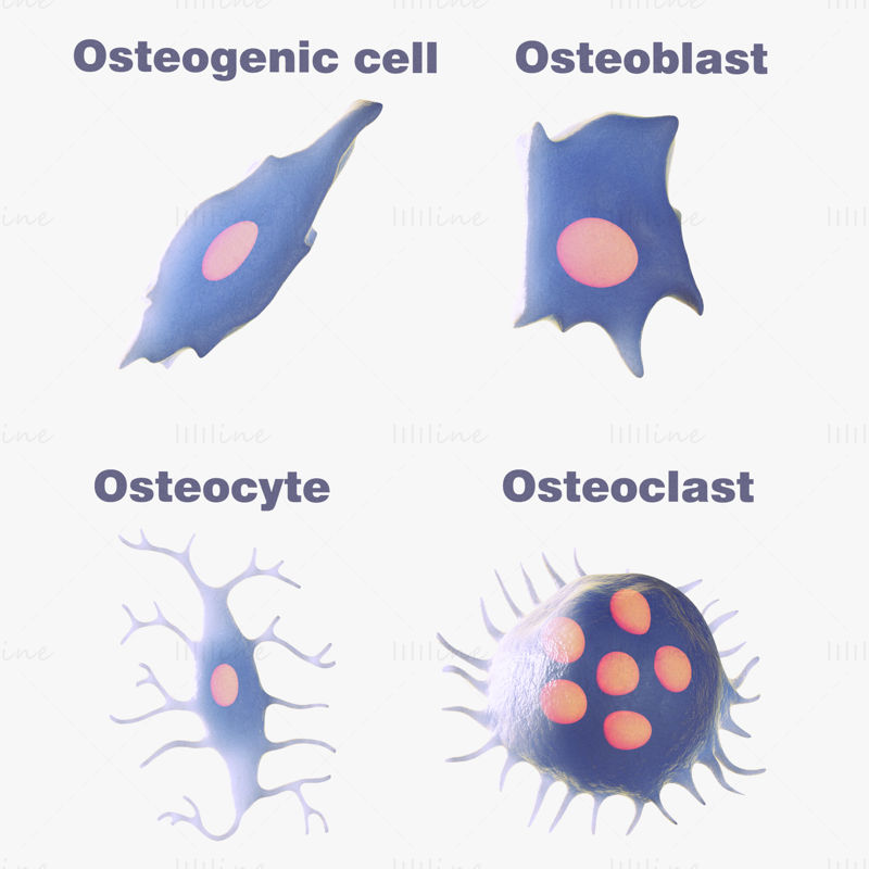 Modèles 3d d'anatomie cellulaire ostéo