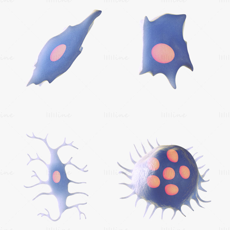 Modèles 3d d'anatomie cellulaire ostéo