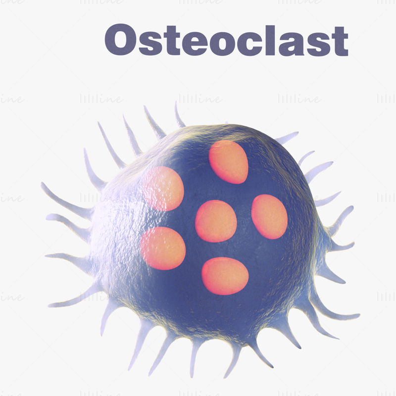 Osteo Cell Anatomy 3d modele