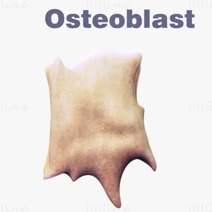 Osteocel Osteoblast medische illustratie