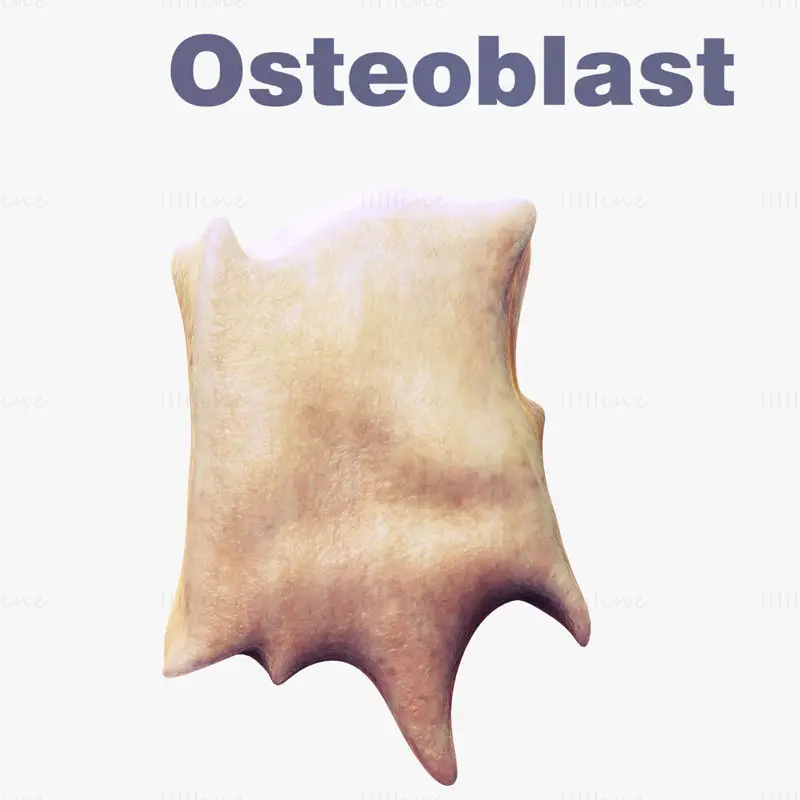 Osteocel Osteoblast medische illustratie