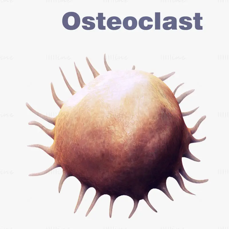 Osteocel Osteoclast medische illustratie