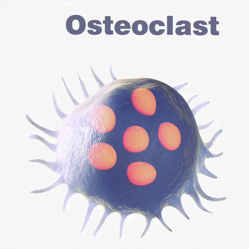 Osteocel Osteoclast medische illustratie