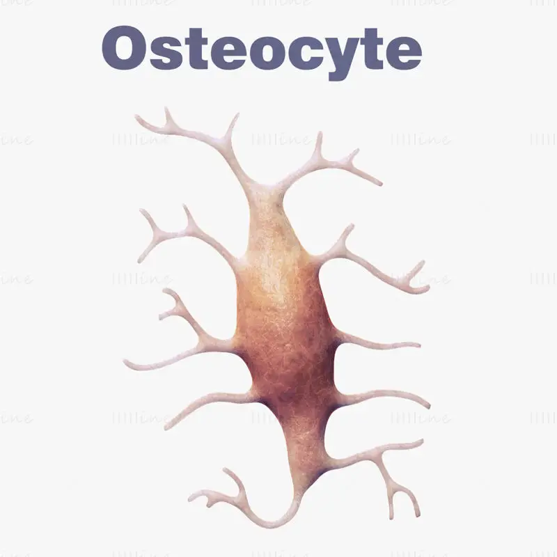 Osteozelle Osteozyten medizinische Abbildung