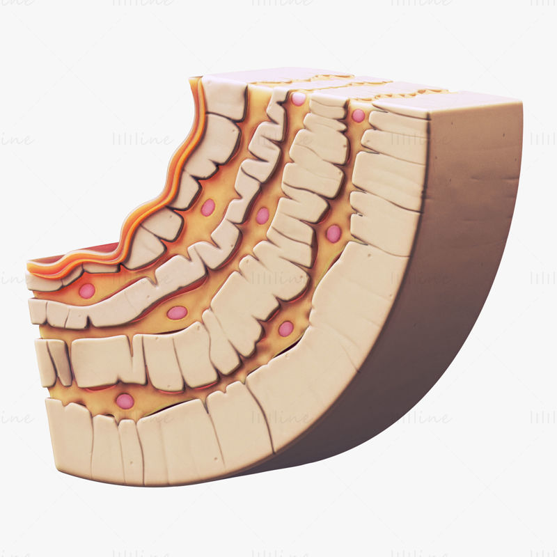 Ostéocyte dans l'os compact Osteon modèle 3d