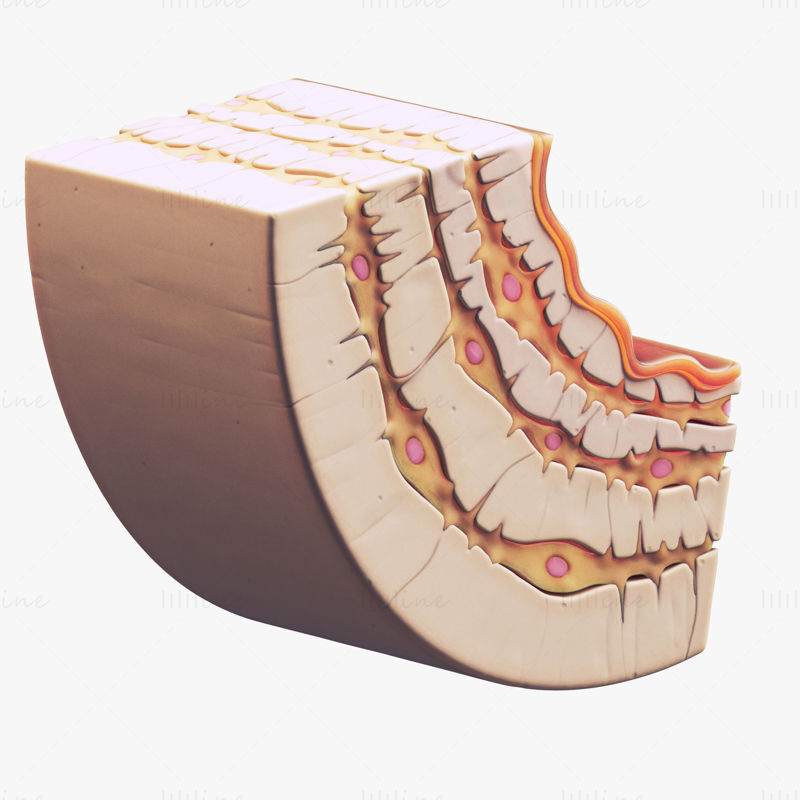 Ostéocyte dans l'os compact Osteon modèle 3d