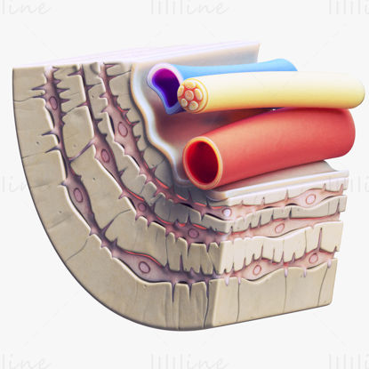 Osteocyte in compact bone Osteon 3d model scene