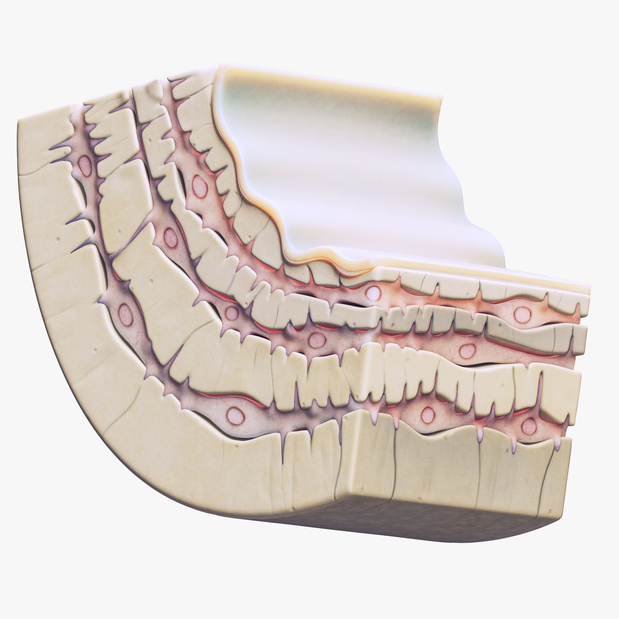 Osteocyte in compact bone Osteon 3d model scene