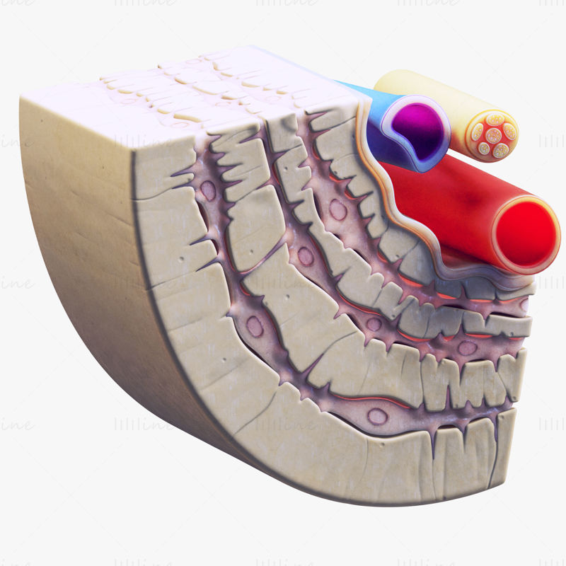 استئوسیت در استخوان فشرده صحنه مدل Osteon 3d