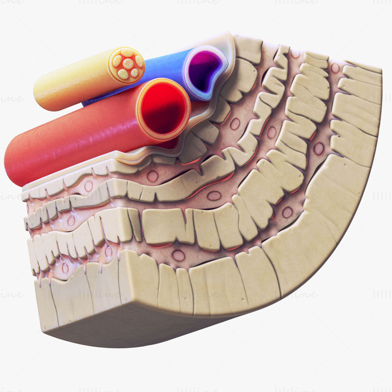 Ostéocyte dans l'os compact Scène de modèle 3d Osteon